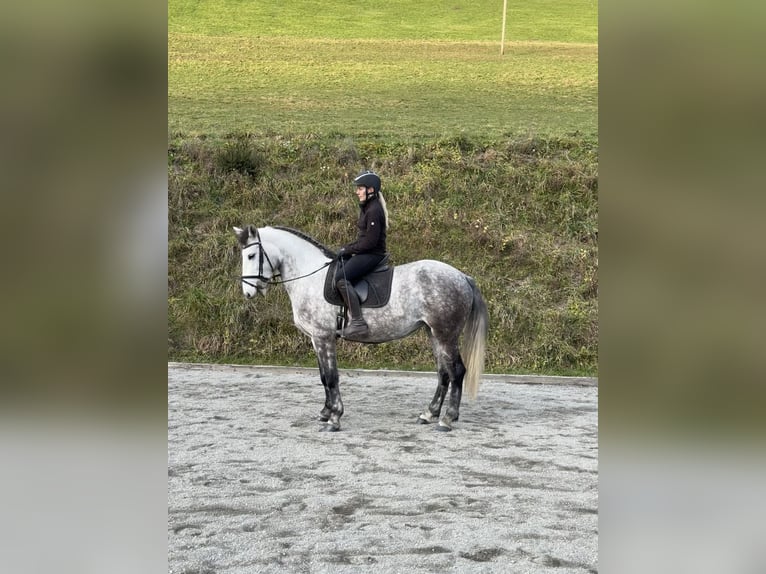 Altri pony/cavalli di piccola taglia Giumenta 5 Anni 155 cm Grigio in Sankt Veit im Pongau