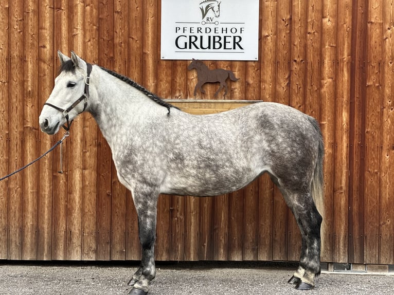 Altri pony/cavalli di piccola taglia Giumenta 5 Anni 155 cm Grigio in Sankt Veit im Pongau