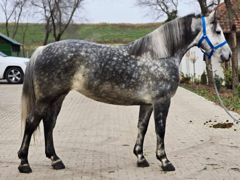 Altri pony/cavalli di piccola taglia Giumenta 5 Anni 155 cm Grigio pezzato in Békéscsaba