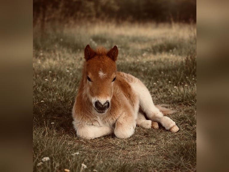 Altri pony/cavalli di piccola taglia Giumenta 5 Anni 81 cm Pezzato in Cisco