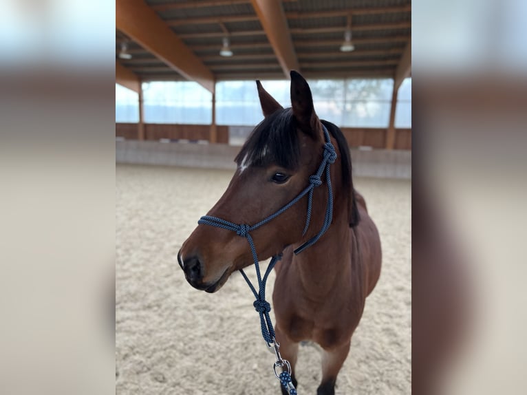 Altri pony/cavalli di piccola taglia Giumenta 5 Anni Baio in ScherhaslachDorfbeuern