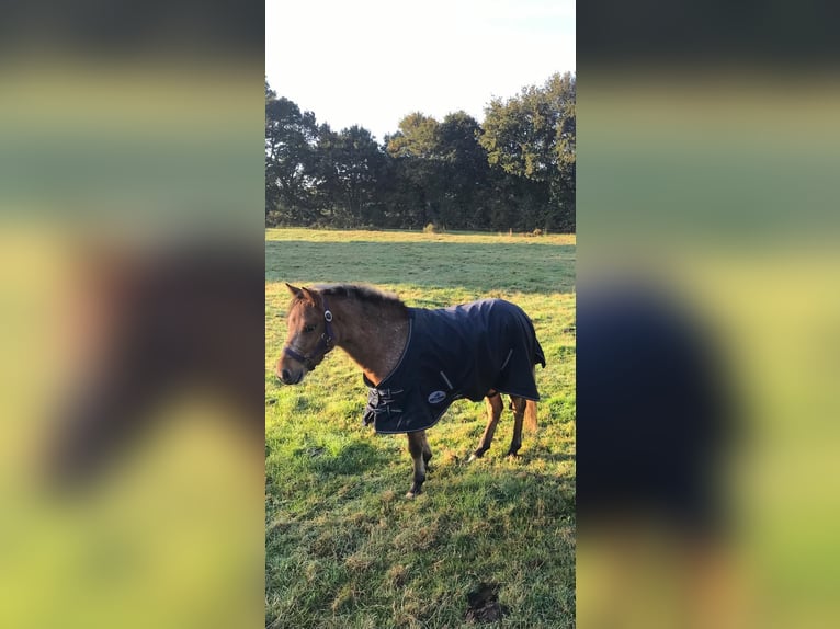 Altri pony/cavalli di piccola taglia Mix Giumenta 6 Anni 112 cm in Bunde