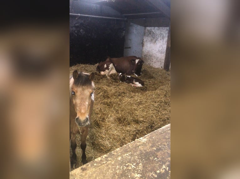 Altri pony/cavalli di piccola taglia Mix Giumenta 6 Anni 112 cm in Bunde