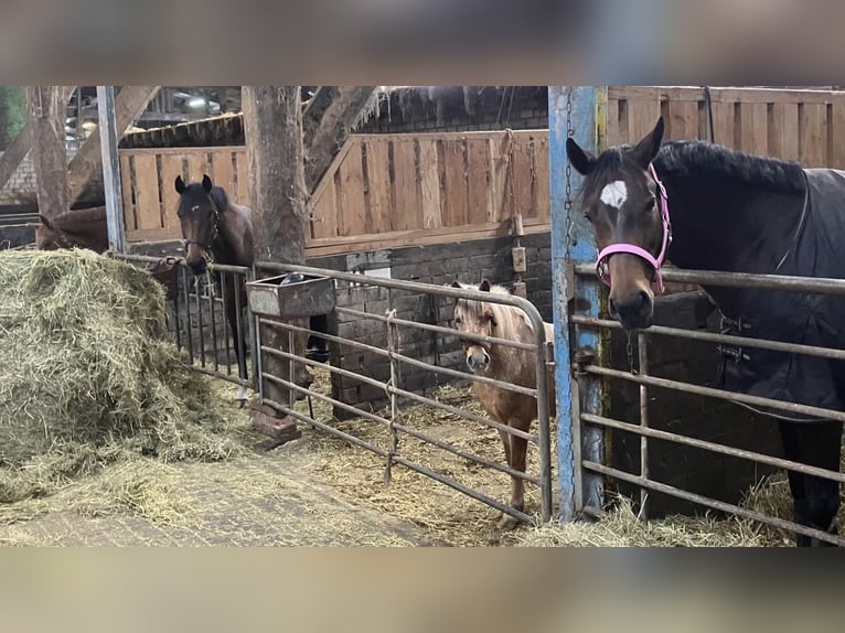 Altri pony/cavalli di piccola taglia Mix Giumenta 6 Anni 112 cm in Bunde
