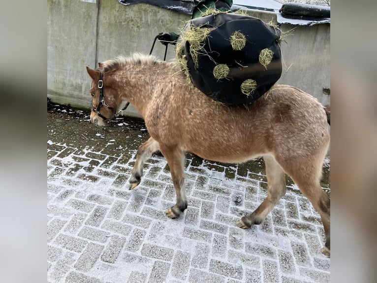 Altri pony/cavalli di piccola taglia Mix Giumenta 6 Anni 112 cm in Bunde
