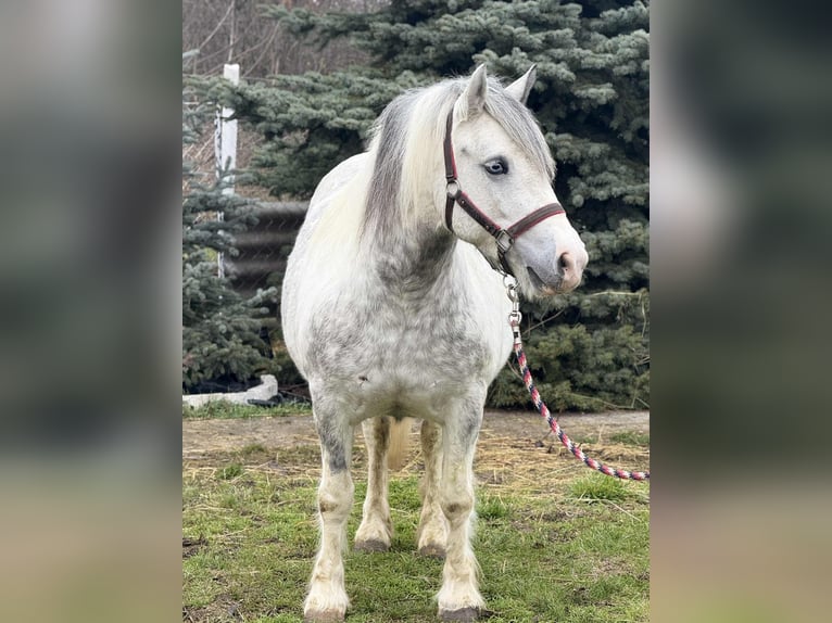 Altri pony/cavalli di piccola taglia Giumenta 6 Anni 135 cm Pezzato in Csabacsűd