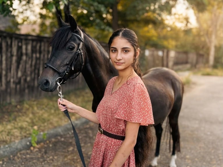 Altri pony/cavalli di piccola taglia Giumenta 6 Anni 137 cm Morello in Szarvas