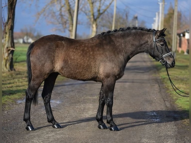 Altri pony/cavalli di piccola taglia Giumenta 6 Anni 140 cm  in Békéscsaba