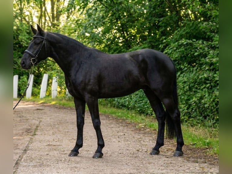 Altri pony/cavalli di piccola taglia Giumenta 6 Anni 140 cm Morello in Lajosmizse