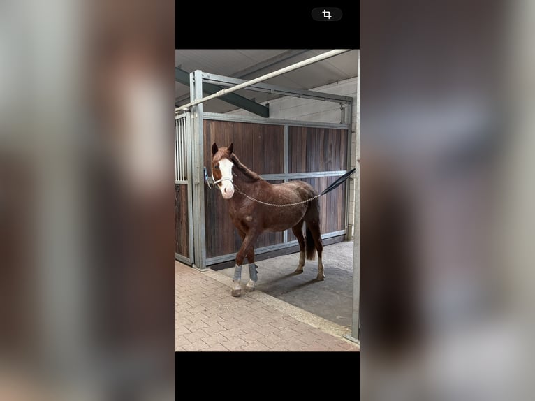 Altri pony/cavalli di piccola taglia Giumenta 6 Anni 141 cm Roano rosso in Wolfsburg