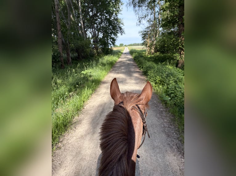 Altri pony/cavalli di piccola taglia Giumenta 6 Anni 141 cm Roano rosso in Wolfsburg