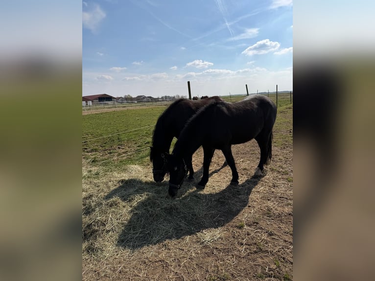 Altri pony/cavalli di piccola taglia Giumenta 6 Anni 142 cm Morello in Ingolstadt