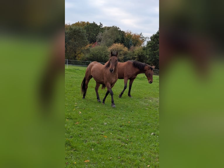 Altri pony/cavalli di piccola taglia Mix Giumenta 6 Anni 143 cm Baio chiaro in Arnsberg
