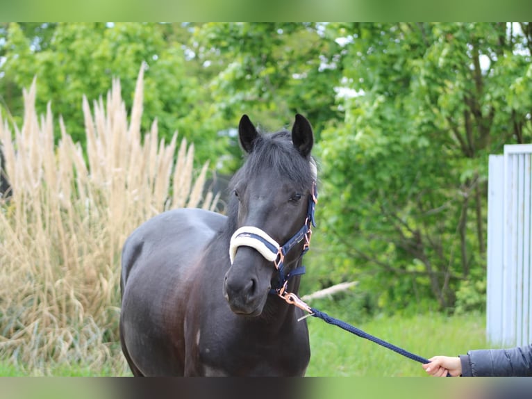 Altri pony/cavalli di piccola taglia Giumenta 6 Anni 145 cm Morello in Niederkassel