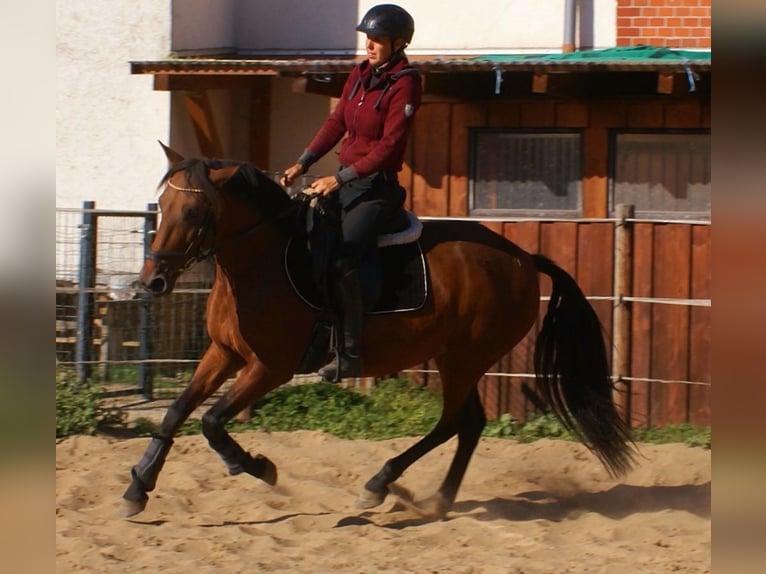 Altri pony/cavalli di piccola taglia Giumenta 6 Anni 146 cm Baio in Velpke
