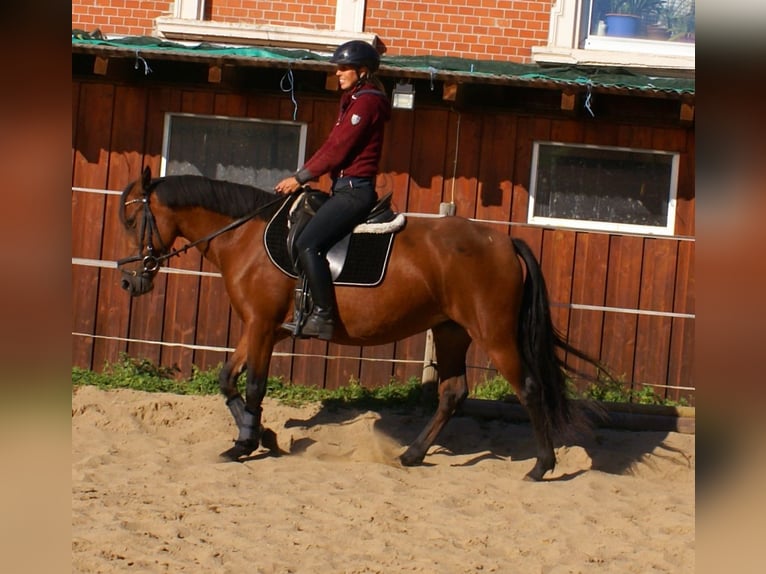 Altri pony/cavalli di piccola taglia Giumenta 6 Anni 146 cm Baio in Velpke