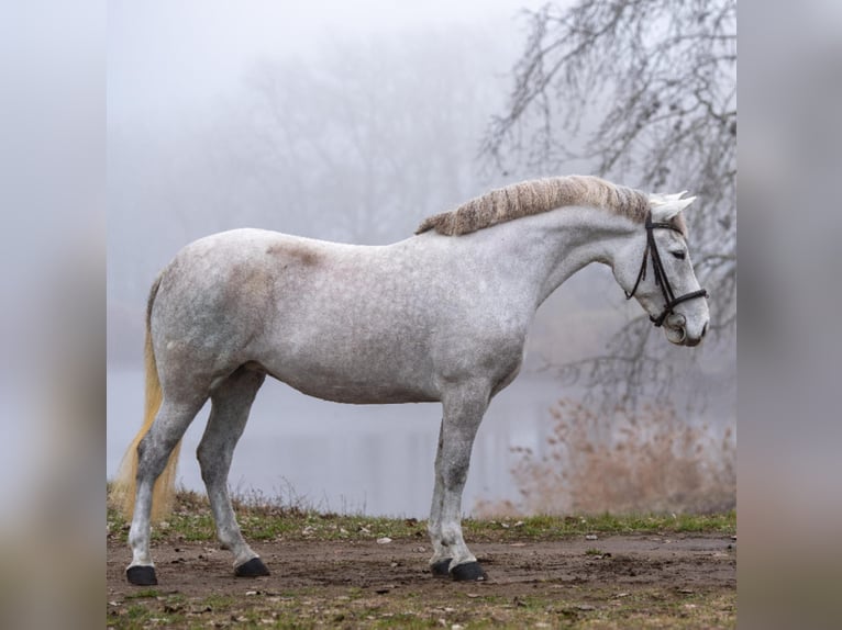 Altri pony/cavalli di piccola taglia Giumenta 6 Anni 146 cm Grigio in Békéscsaba