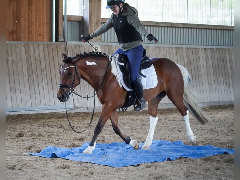 Altri pony/cavalli di piccola taglia Giumenta 6 Anni 146 cm Pezzato in Nettersheim