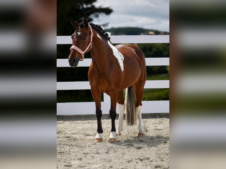 Altri pony/cavalli di piccola taglia Giumenta 6 Anni 146 cm Pezzato in Nettersheim