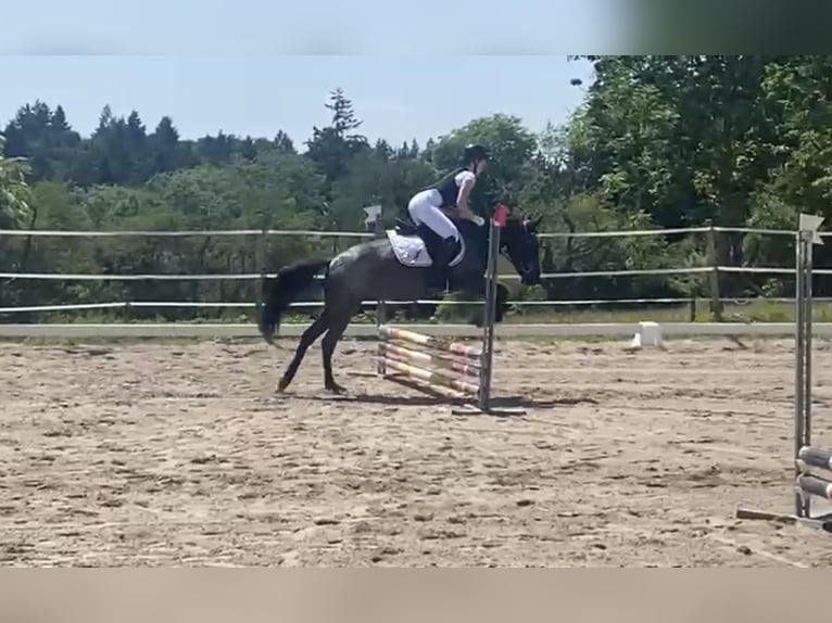 Altri pony/cavalli di piccola taglia Giumenta 6 Anni 146 cm Roano blu in K&#xF6;nigsbach-Stein