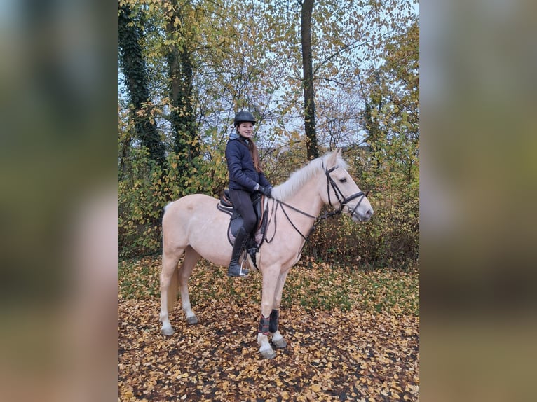 Altri pony/cavalli di piccola taglia Giumenta 6 Anni 147 cm Palomino in Nidderau