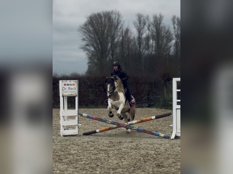 Altri pony/cavalli di piccola taglia Giumenta 6 Anni 147 cm Pezzato in Neuss