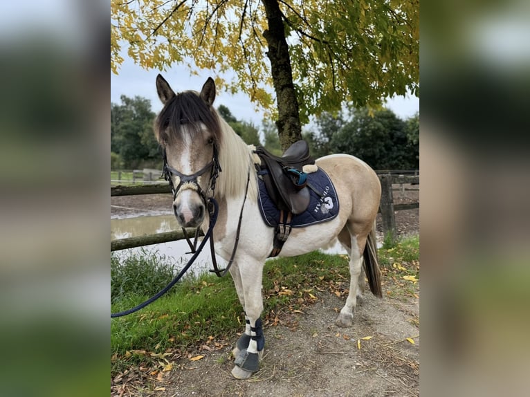 Altri pony/cavalli di piccola taglia Giumenta 6 Anni 147 cm Pezzato in Neuss