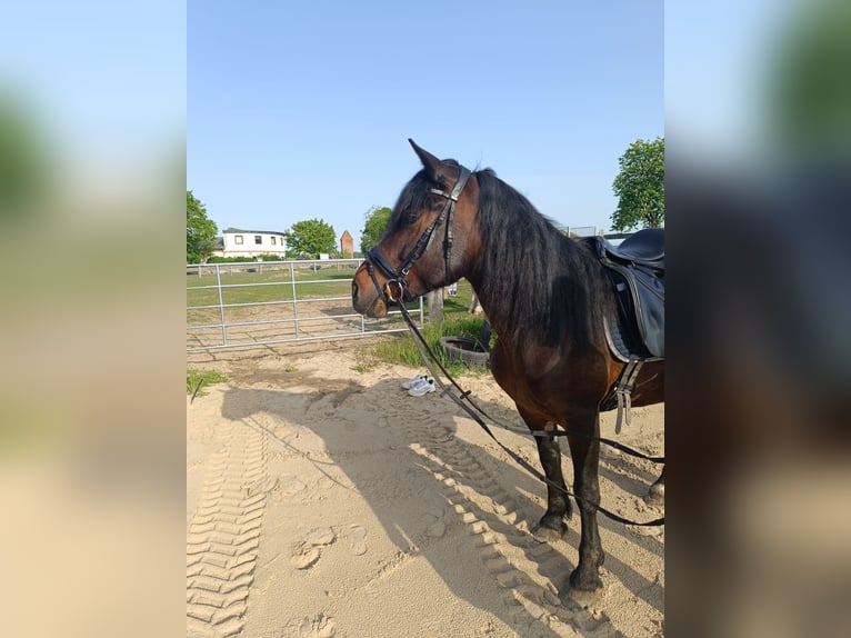 Altri pony/cavalli di piccola taglia Giumenta 6 Anni 148 cm Baio scuro in Jabel