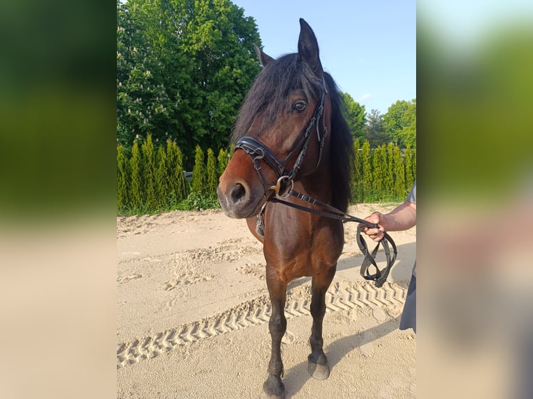 Altri pony/cavalli di piccola taglia Giumenta 6 Anni 148 cm Baio scuro in Jabel