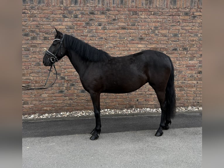 Altri pony/cavalli di piccola taglia Giumenta 6 Anni 148 cm Morello in Niederkassel