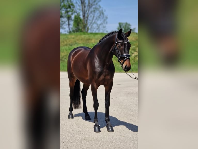 Altri pony/cavalli di piccola taglia Giumenta 6 Anni 149 cm Baio in Békéscsaba