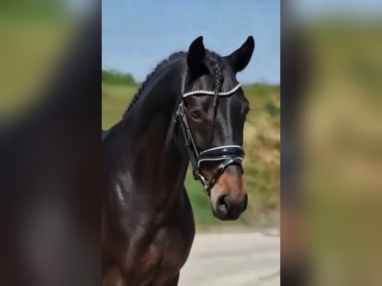 Altri pony/cavalli di piccola taglia Giumenta 6 Anni 149 cm Baio in Békéscsaba