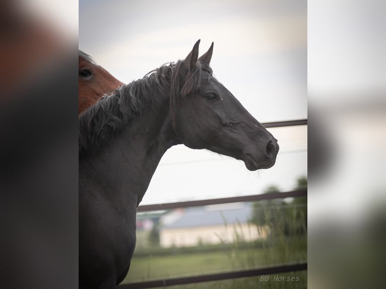 Altri pony/cavalli di piccola taglia Mix Giumenta 6 Anni 150 cm Morello in Pastetten