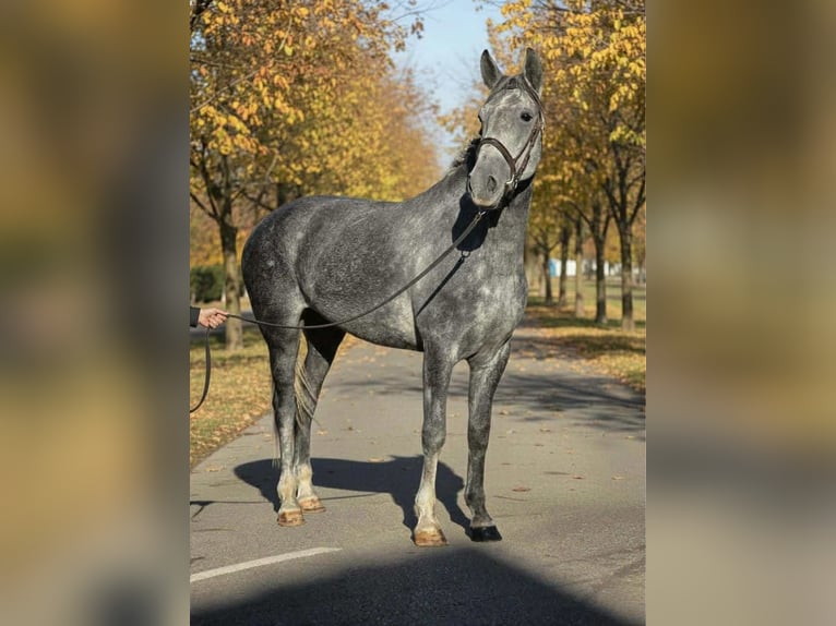 Altri pony/cavalli di piccola taglia Giumenta 6 Anni 152 cm Grigio pezzato in Békéscsaba