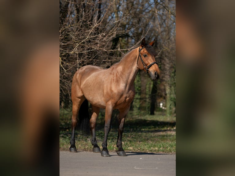 Altri pony/cavalli di piccola taglia Giumenta 6 Anni 155 cm Roano rosso in Békéscsaba