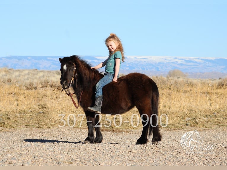 Altri pony/cavalli di piccola taglia Giumenta 6 Anni 69 cm Morello in Cody