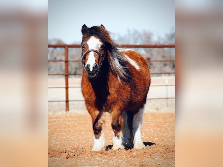 Altri pony/cavalli di piccola taglia Giumenta 6 Anni 81 cm Pezzato in Cisco