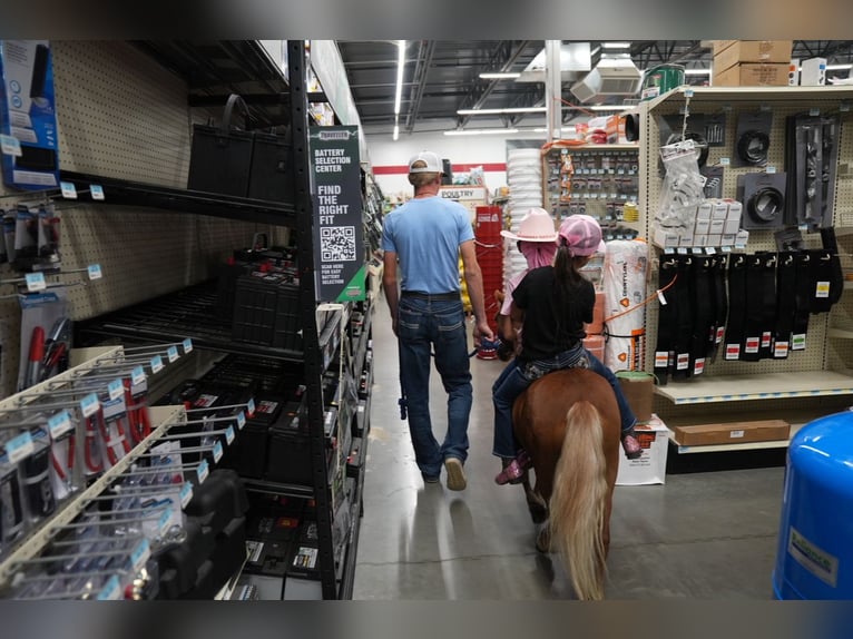 Altri pony/cavalli di piccola taglia Giumenta 6 Anni 91 cm Palomino in Mc Connellsburg