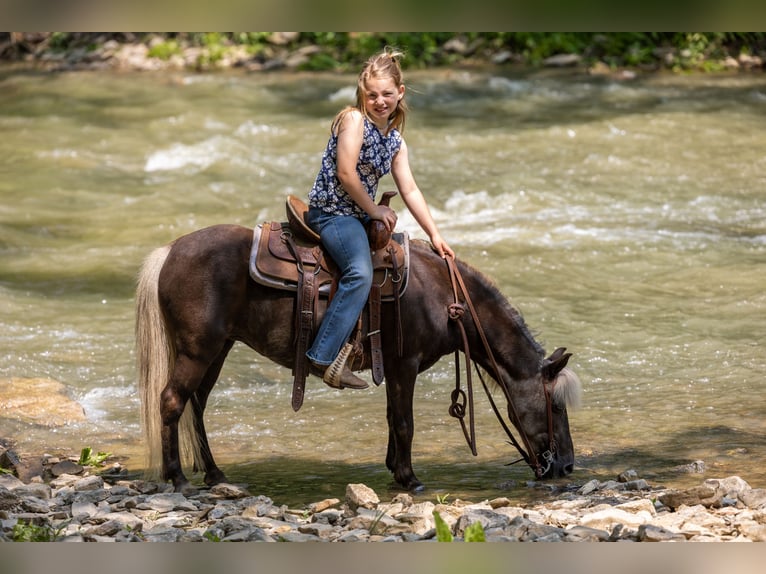 Altri pony/cavalli di piccola taglia Giumenta 7 Anni 107 cm in Ewing, KY