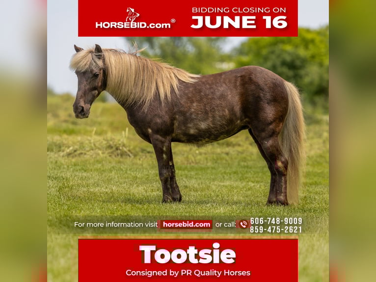 Altri pony/cavalli di piccola taglia Giumenta 7 Anni 107 cm in Ewing, KY