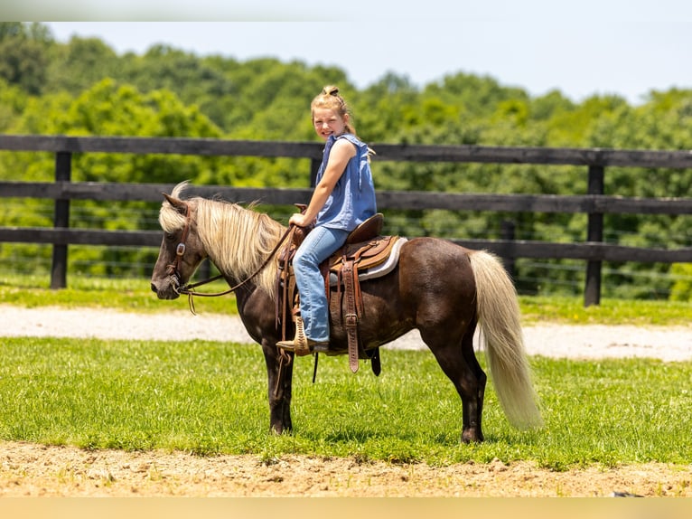 Altri pony/cavalli di piccola taglia Giumenta 7 Anni 107 cm in Ewing, KY