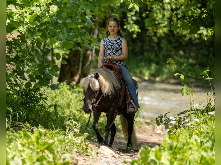 Altri pony/cavalli di piccola taglia Giumenta 7 Anni 107 cm in Ewing, KY