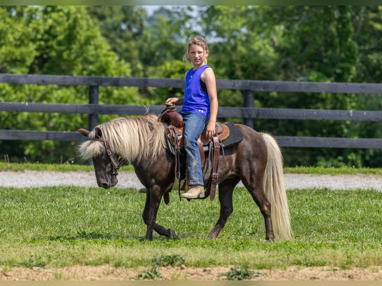 Altri pony/cavalli di piccola taglia Giumenta 7 Anni 107 cm in Ewing, KY