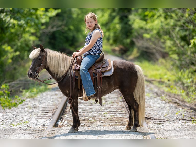 Altri pony/cavalli di piccola taglia Giumenta 7 Anni 107 cm in Ewing, KY