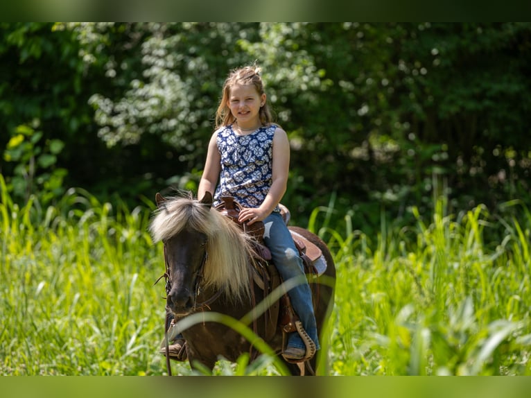 Altri pony/cavalli di piccola taglia Giumenta 7 Anni 107 cm in Ewing, KY