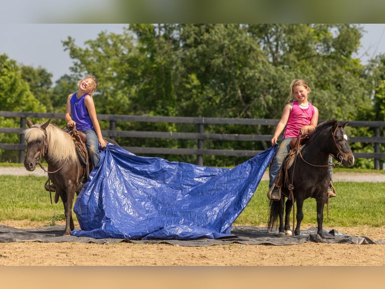 Altri pony/cavalli di piccola taglia Giumenta 7 Anni 107 cm in Ewing, KY