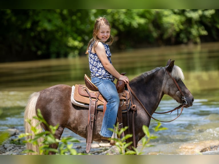 Altri pony/cavalli di piccola taglia Giumenta 7 Anni 107 cm in Ewing, KY