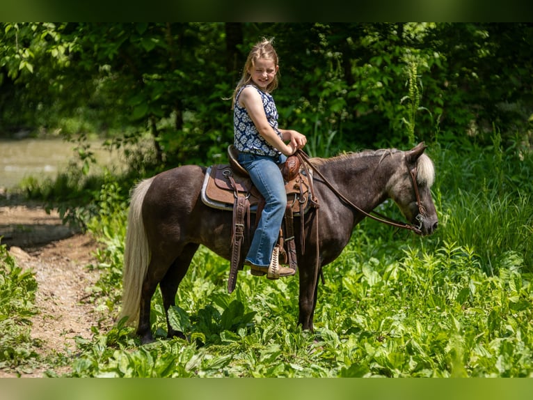 Altri pony/cavalli di piccola taglia Giumenta 7 Anni 107 cm in Ewing, KY
