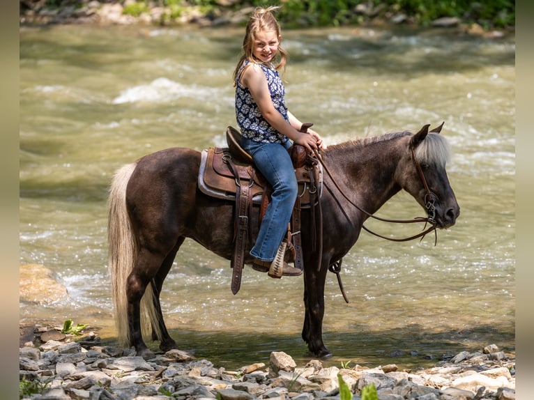 Altri pony/cavalli di piccola taglia Giumenta 7 Anni 107 cm in Ewing, KY