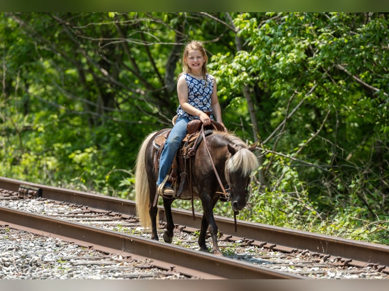 Altri pony/cavalli di piccola taglia Giumenta 7 Anni 107 cm in Ewing, KY